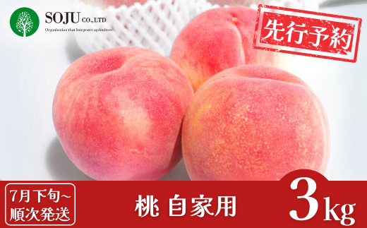 先行予約 桃 自家用 約3kg [7月下旬から発送予定] 令和7年度 新潟フルーツ 新潟県 三条市産 もも [三条果樹専門家集団] 【010P044】 946160 - 新潟県三条市