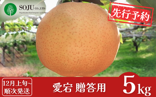 先行予約 和梨 愛宕 約5kg 贈答用 [12月上旬から発送予定] 令和7年度 新潟県三条市産 梨 愛宕梨  [三条果樹専門家集団] 【016P024】 1186383 - 新潟県三条市