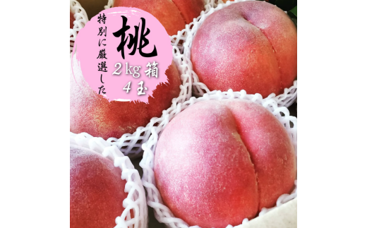 ふるさと納税のために特別に選別した 桃 約2kg 4玉【2025年発送】（WDN）B14-900 【桃 もも モモ 令和7年発送 期間限定 山梨県産 甲州市 フルーツ 果物】