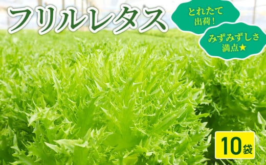 フリルレタス 10袋 セット 新鮮レタス フレッシュ レタス サラダ 野菜 やさい こだわり 産地直送 土壌栽培 新鮮 とれたて 採れたて 冷蔵 低カロリー ヘルシー レタスボウル 副菜 常備菜 緑黄色野菜 健康 弁当 食卓 付け合わせ ダイエット ベジタブル ヴィーガン 千葉県 旭市 Farm Fujinaga ffn003