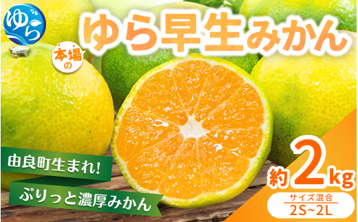 [先行予約]ゆら早生みかん 約2kg ※2025年10月中旬〜10月下旬順次発送農家直送 / くだもの 果実 柑橘 果物 フルーツ 国産 和歌山県 由良町 人気 おすすめ [nktn017]