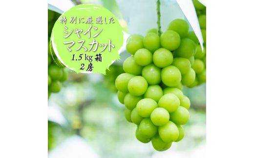 ふるさと納税のために特別に選別した シャインマスカット 約1.5kg 2房【2025年発送】（WDN）B17-900 【シャインマスカット 葡萄 ぶどう ブドウ 令和7年発送 期間限定 山梨県産 甲州市 フルーツ 果物】