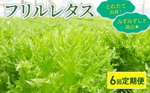 フリルレタス 全 6回 発送 ＜ 定期便 固定月 ＞ 新鮮レタス フレッシュ レタス サラダ 健康志向 野菜 こだわり 産地直送 土壌栽培 新鮮 とれたて 採れたて 冷蔵 低カロリー ヘルシー レタスボウル 副菜 常備菜 緑黄色野菜 ベジタブル ヴィーガン 千葉県 旭市 Farm Fujinaga ffn006