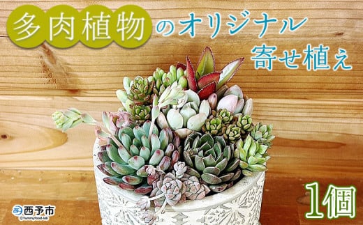 自家生産 多肉植物のオリジナル寄せ植え(約10種類) 275448 - 愛媛県西予市