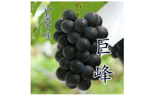『数量限定』山梨市産種無し巨峰2房入　約1kg【1622448】 2112975 - 山梨県山梨市