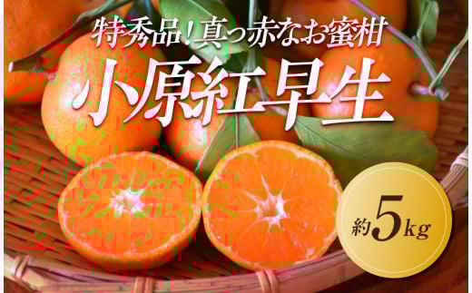 【2025年11月中旬より順次発送】特秀品！真っ赤なお蜜柑「小原紅早生」約5kg 1569415 - 香川県高松市