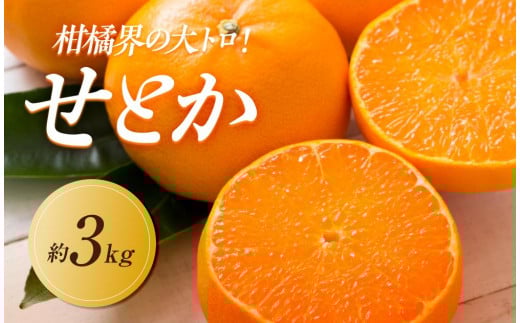 [2026年2月中旬より順次発送]柑橘界の大トロ!せとか 約3kg