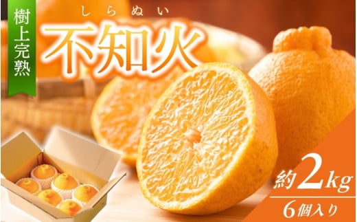 【先行予約】【数量わずか】樹上完熟しらぬい（不知火） 約2kg(6個) 秀品  ※2026年2月末～2026年4月中旬頃に順次発送予定（お届け日指定不可）/ 和歌山 みかん しらぬい 不知火 フルーツ 柑橘 蜜柑 果物 くだもの【kgr005】 2054552 - 和歌山県紀美野町