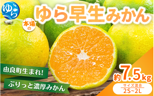  【先行予約】≪秀優良混合≫  ゆら早生みかん 約7.5kg ※2025年10月中旬～10月下旬順次発送  / 柑橘 和歌山県 由良町 極早生 早生 早生みかん 柑橘 甘い 完熟 密柑 人気 おすすめ くだもの 果物 フルーツ 秀品 優品 良品 農家直送 産地直送 【nktn002-sp】 1473085 - 和歌山県由良町