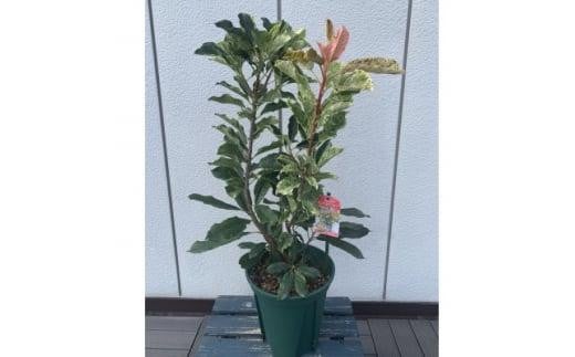オオカナメモチ ピンククリスピー 7号〈プラス樹〉 2112764 - 三重県鈴鹿市