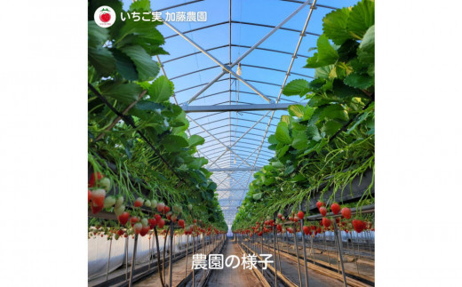 アイテムID:407989の画像7枚目
