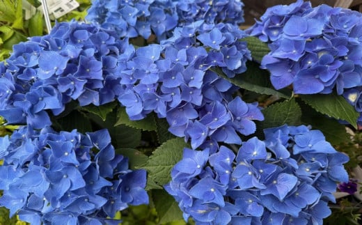 【 オンライン決済限定 】 アジサイ 鉢植え ブルー 5号 青系 花 あじさい 紫陽花 贈り物 お祝い 植物 季節 生花 フラワー ギフト  静岡県 藤枝市   [4565498] 733082 - 静岡県藤枝市