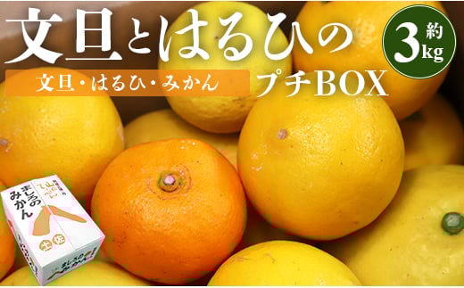 文旦 高知 先行予約 間城農園 ちょこっと食べたい方におすすめ「文旦とはるひのプチBOX」- フルーツ 果物 くだもの ぶんたん ブンタン ぼんたん ザボン 柑橘 蜜柑 ミカン 数量限定 期間限定 季節限定 送料無料 高知県 香南市 常温 ms-0036