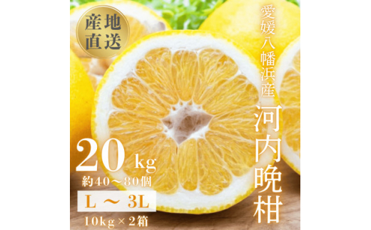 《果汁たっぷりジューシー》産地直送 愛媛八幡浜産 河内晩柑20kg＜H20-81＞【1621533】