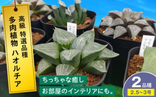 多肉植物 高級ハオルチア2品種2鉢セット 室内 植物 セット ハオルシア クリスタルプランツ 三次市/園芸王国パスタイム [APCJ007] 2088404 - 広島県三次市