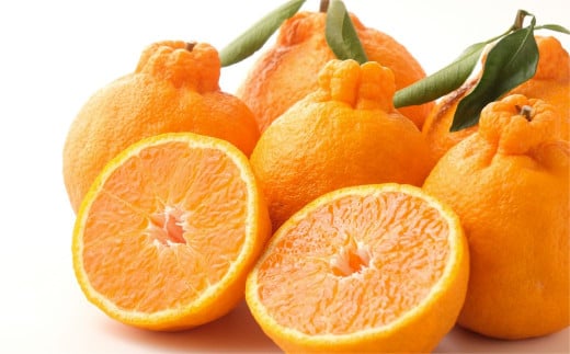【先行予約】Saito Orange Farmの訳あり不知火8kg ※離島への配送不可（2026年2月下旬頃より順次発送） 【 ふるさと納税 人気 おすすめ ランキング みかん ミカン 蜜柑 柑橘 不知火 しらぬい フルーツ 果物 産地直送 Saito Orange Farm 訳あり 愛媛県産 愛媛県 伊方町 送料無料 】 IKTAQ012