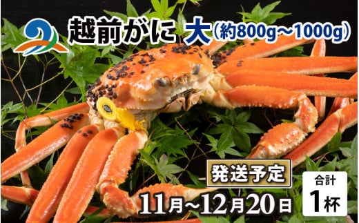 【先行予約】【10月までの受付分のみ対象】越前がに 大 （約800g～1000g） 1杯【2025年11月中旬より順次発送】 1403921 - 福井県南越前町