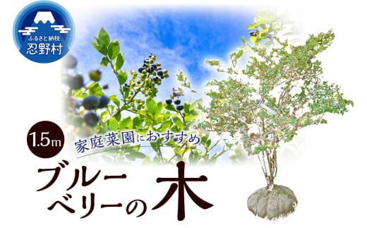 植木　ブルーベリーの木　株立ち　1.5ｍ 2116980 - 山梨県忍野村