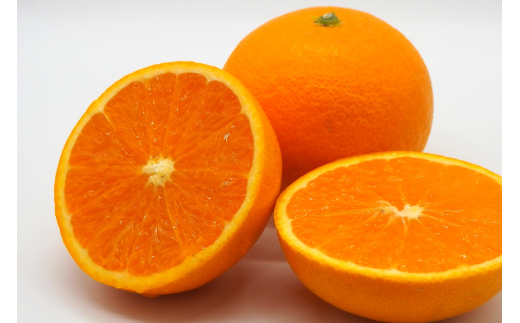 【先行予約】Saito Orange Farmの訳あり清見タンゴール10kg ※離島への配送不可（2026年3月中旬頃より順次発送） 【 ふるさと納税 人気 おすすめ ランキング みかん ミカン 蜜柑 柑橘 清見 タンゴール 清見タンゴール フルーツ 果物 産地直送 訳あり Saito Orange Farm 愛媛県産 愛媛県 伊方町 送料無料 】 IKTAQ010 2119817 - 愛媛県伊方町