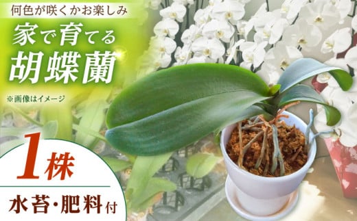 【家で育てる胡蝶蘭！】 胡蝶蘭 を育てようセット（苗、水コケ、肥料）【足柄金太郎洋蘭園】開成町 洋蘭 蘭 お花 生花 苗 花苗 [BDAB003] 2024031 - 神奈川県開成町