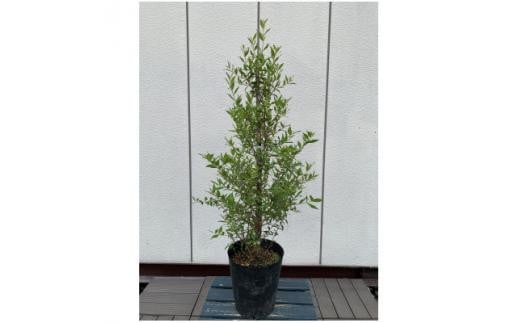 芳香のある白い花 ギンバイカ(銀梅花)〈プラス樹〉 2113904 - 三重県鈴鹿市
