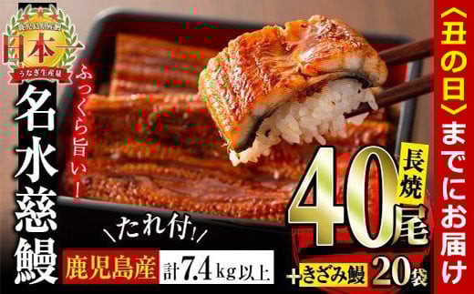 【丑の日までに配送】鹿児島県産うなぎ蒲焼 名水慈鰻 40尾(1尾約160g)+きざみ鰻20袋(1袋約50g)＜合計約7.4kg＞ wb82-001-us