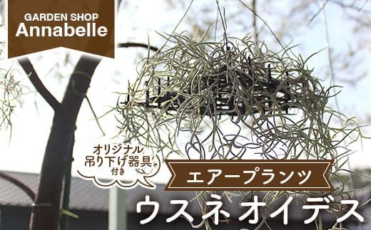 FK7-0189 エアープランツ ウスネオイデス オリジナル吊り下げ器具付き 観葉植物 植物 プラント 園芸 ガーデニング インテリア 2117784 - 熊本県嘉島町