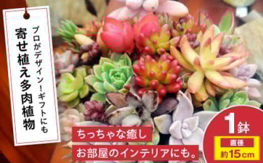 多肉植物 オリジナル寄せ植え 植物 多肉植物 寄せ植え インテリア 三次市/園芸王国パスタイム [APCJ005] 2088402 - 広島県三次市
