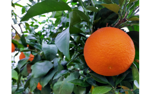 【先行予約】【数量限定】Saito Orange Farmの愛果28号（まどんな）3kg ※離島への配送不可（2026年1月下旬頃より順次発送） 【 ふるさと納税 人気 おすすめ ランキング みかん ミカン 蜜柑 柑橘 愛果28号 フルーツ 果物 産地直送 Saito Orange Farm 愛媛県産 愛媛県 伊方町 送料無料 】 IKTAQ017