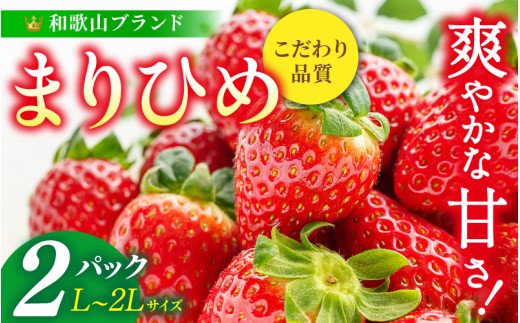【先行予約】まりひめ いちご 12粒～15粒入り×2パック（500g）2026年1月初旬～2026年3月中旬頃に順次発送予定（お届け日指定不可）/ いちご 苺 まりひめ 和歌山 フルーツ 果物 くだもの【kgr007A】 1319081 - 和歌山県太地町