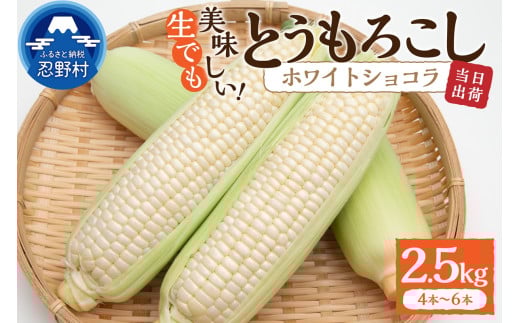 《先行予約》 富士北麓忍野村の気候、水、自然で作られた朝採りトウモロコシ《ホワイトショコラ》4本～6本（約2.5㎏）※2025年8月上旬～9月下旬頃に順次発送予定 2114827 - 山梨県忍野村