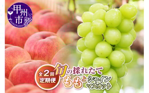 【定期便】旬の採れたて2回定期便（桃・シャインマスカット）【2025年発送】（HO）B18-1410 【桃 もも モモ シャインマスカット 葡萄 ぶどう ブドウ 令和7年発送 期間限定 山梨県産 甲州市 フルーツ 果物】 2066216 - 山梨県甲州市
