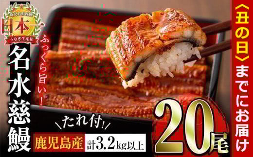 【丑の日までに配送】鹿児島県産うなぎ蒲焼 名水慈鰻 20尾(1尾約160g)＜計約3.2kg＞ wa4-001-us