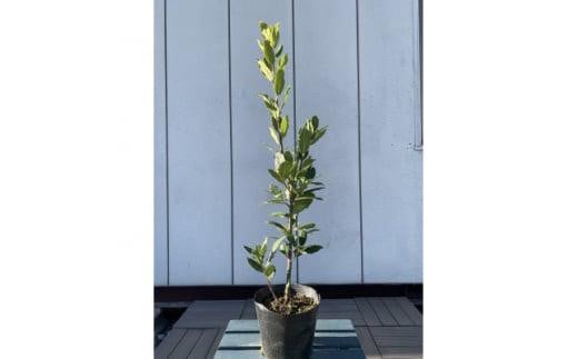 月桂樹(ゲッケイジュ) 育てやすい常緑樹 〈プラス樹〉 2113903 - 三重県鈴鹿市