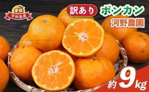 訳あり ポンカン 9kg 河野農園 わけあり みかん 蜜柑 mikan 愛媛みかん 愛媛ミカン 愛媛蜜柑 宇和島みかん ぽんかん 甘い 濃厚 人気 品種 果物 くだもの フルーツ おすすめ 訳アリ 訳あり品 柑橘 農家直送 産地直送 数量限定 先行予約 国産 愛媛 宇和島 B010-147005 1425864 - 愛媛県宇和島市