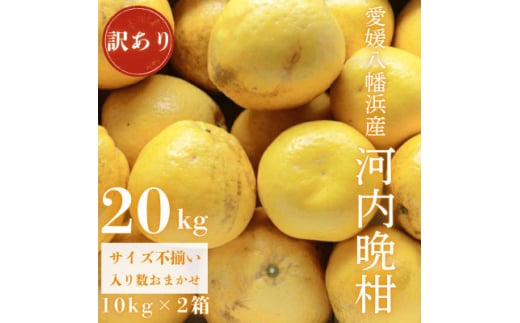 《果汁たっぷりジューシー》産地直送 愛媛八幡浜産 訳あり 河内晩柑20kg＜G20-79＞【1621480】 2107203 - 愛媛県八幡浜市