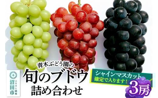 《9月上旬～下旬発送》青木ぶどう園の旬のブドウ詰め合わせ 3房 1379377 - 群馬県沼田市