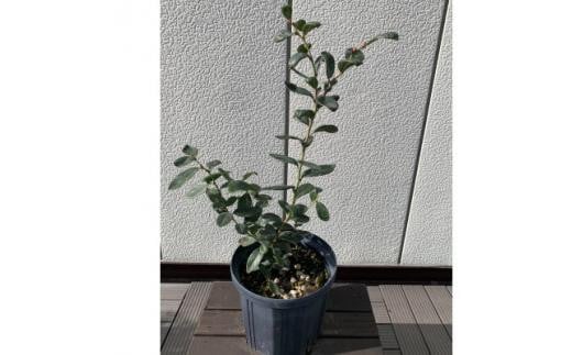 サザンハイブッシュ系ブルーベリー  品種ミスティー〈プラス樹〉 2113905 - 三重県鈴鹿市