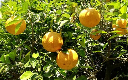 【栽培期間中農薬不使用】【先行受付】【数量限定】農園直送！愛媛県産サンフルーツ 5kg （2026年4月上旬頃より順次発送） 【 ふるさと納税 人気 おすすめ ランキング 柑橘 みかん ミカン 蜜柑 サンフルーツ フルーツ 果物 産地直送 ギフト 贈り物 栽培期間中農薬不使用 木野本農園 愛媛県産 愛媛県 伊方町 送料無料 】 IKTG011
