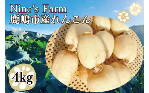 ＼先行予約・数量限定／オーガニック肥料で育てたれんこん 4kg (8月上旬発送開始予定)【茨城県 鹿嶋市 有機栽培 オーガニック レンコン 蓮根 野菜 根菜 産地直送 有機野菜 】（KBJ-2）