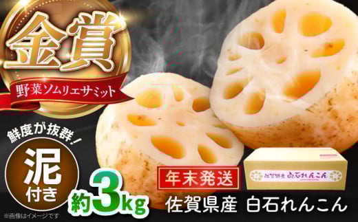 【先行予約】【年末発送】【金賞受賞！】松尾青果のこだわり白石れんこん 約3kg【松尾青果】 [IBD019] 2088566 - 佐賀県白石町