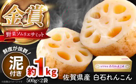 【先行予約】【金賞受賞！】松尾青果のこだわり白石れんこん 約1kg（500g×2袋）【松尾青果】 [IBD015] 2088562 - 佐賀県白石町