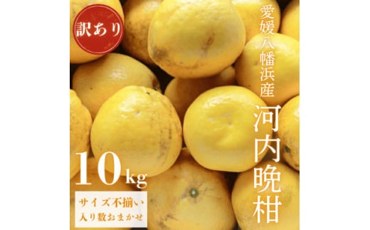 《果汁たっぷりジューシー》産地直送 愛媛八幡浜産 訳あり 河内晩柑10kg＜D20-72＞【1621456】 2107202 - 愛媛県八幡浜市
