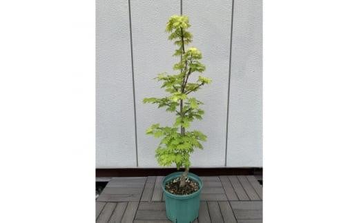 芽出しが特にきれいなモミジ! 黄金イタヤカエデ 〈プラス樹〉 2113907 - 三重県鈴鹿市