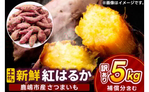 【先行予約】【2025年10月以降発送】【