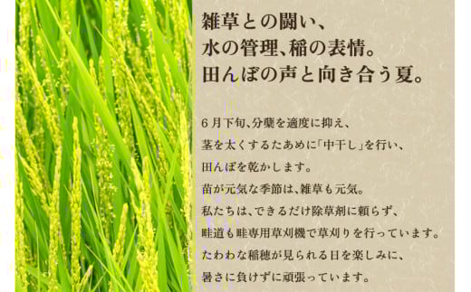 新潟県加茂市のふるさと納税 【令和7年産新米先行予約】【定期便6ヶ月毎月お届け】新潟県産 新之助 精米2kg 《2kg×1袋》《10月上旬から順次発送》 新潟 ブランド米 加茂市 加茂ユナイテッド