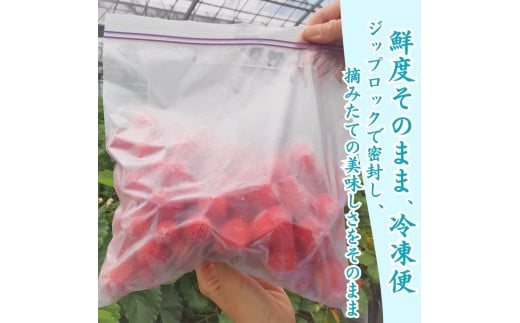 静岡県南伊豆町のふるさと納税 完熟冷凍イチゴ　1kg（約3.8パック相当） 恋みのり、かおり野　から厳選　【 いちご 果物 フルーツ 苺 イチゴ 冷凍 果物 フローズン くだもの 大容量 静岡県産 期間限定 】　<AA-1>