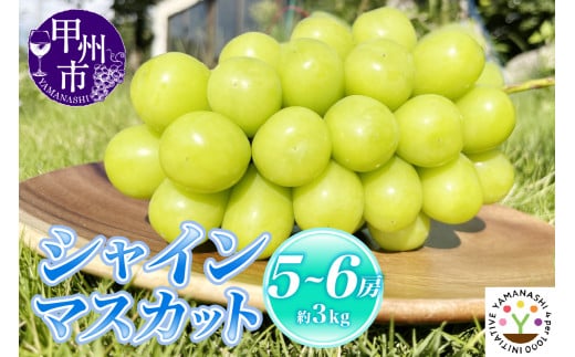 【新鮮朝採】KOSHUシャインマスカット 約3kg（5～6房）【2025年発送】（SFM）D-965 【シャインマスカット 葡萄 ぶどう ブドウ 令和7年発送 期間限定 山梨県産 甲州市 フルーツ 果物】