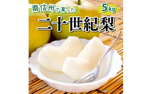 【2025年9月中旬頃発送予定】青梨の代表格 南信州産 二十世紀梨 約5kg(箱入) 2115778 - 長野県豊丘村