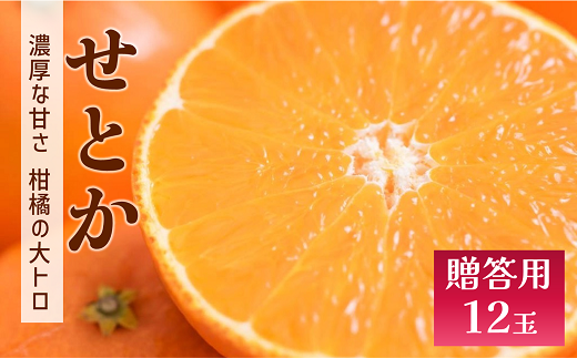 せとか みかん 愛媛 12玉 贈答用 人気 数量限定 先行予約 【2026年2月上旬以降発送】 柑橘 愛媛県産 伊予市|C130 2117829 - 愛媛県伊予市